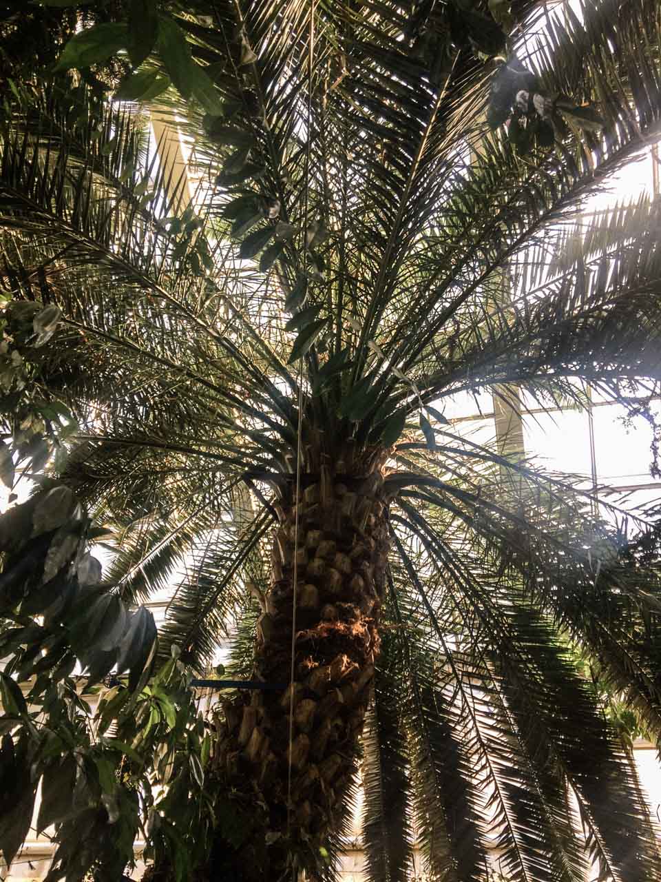 A palm tree inside a palm house