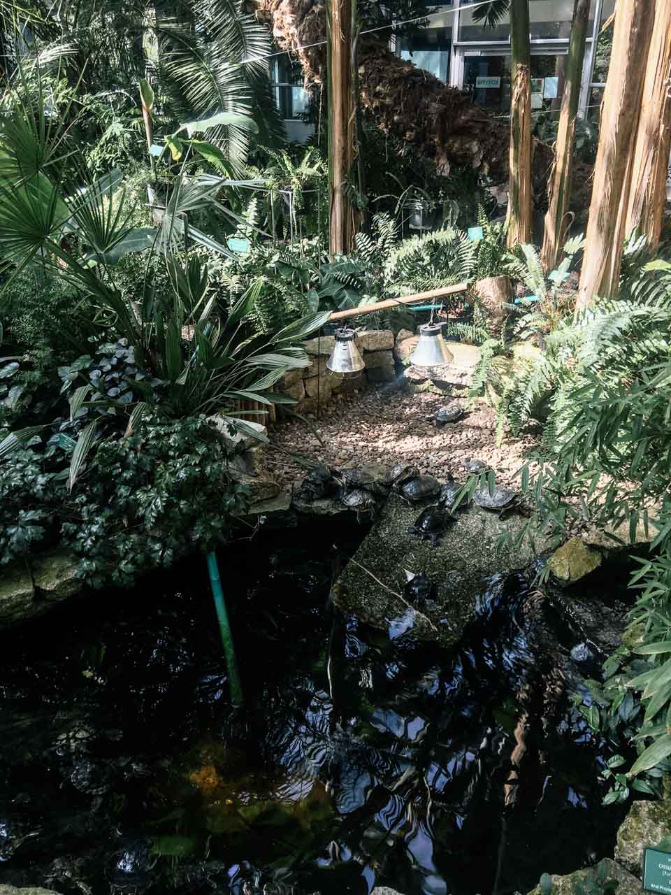 Turtles inside a palm house