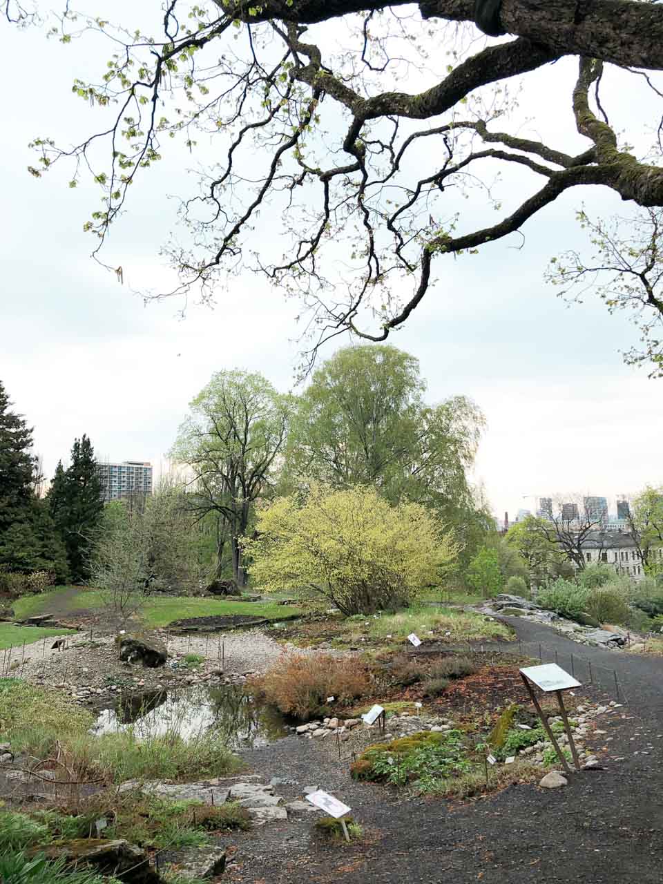Trees and plants in the Botanical Garden in Oslo, Norway