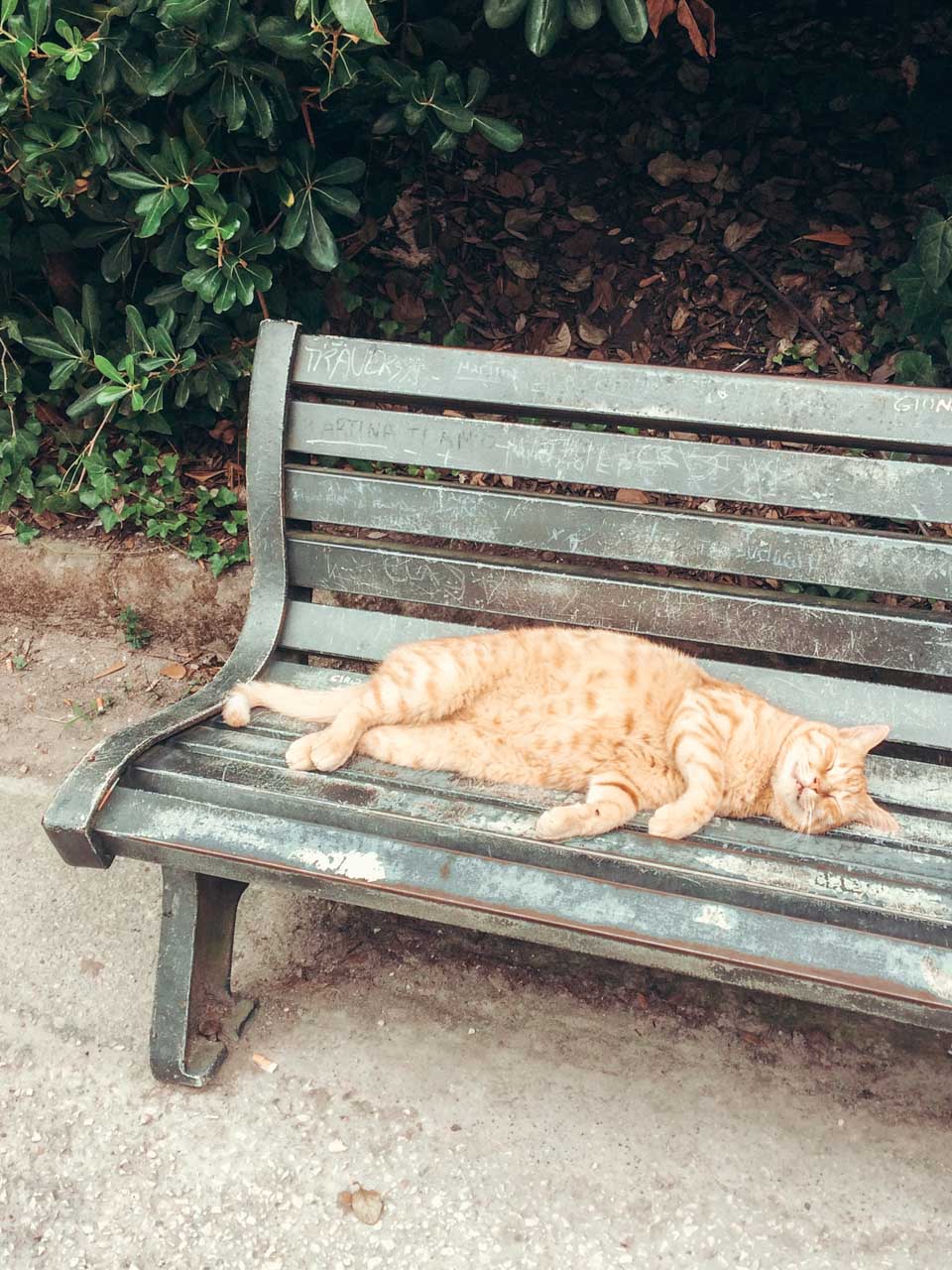 A ginger cat sleeping on a park bench
