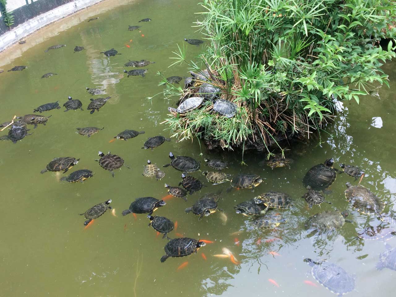 Dozens of turtles swimming in a pond