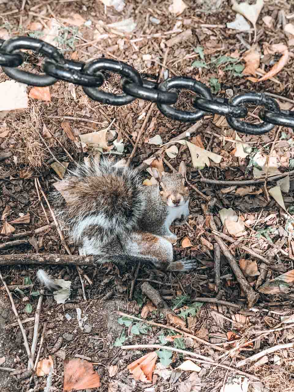 A squirrel in City Hall Park looking up at the camera