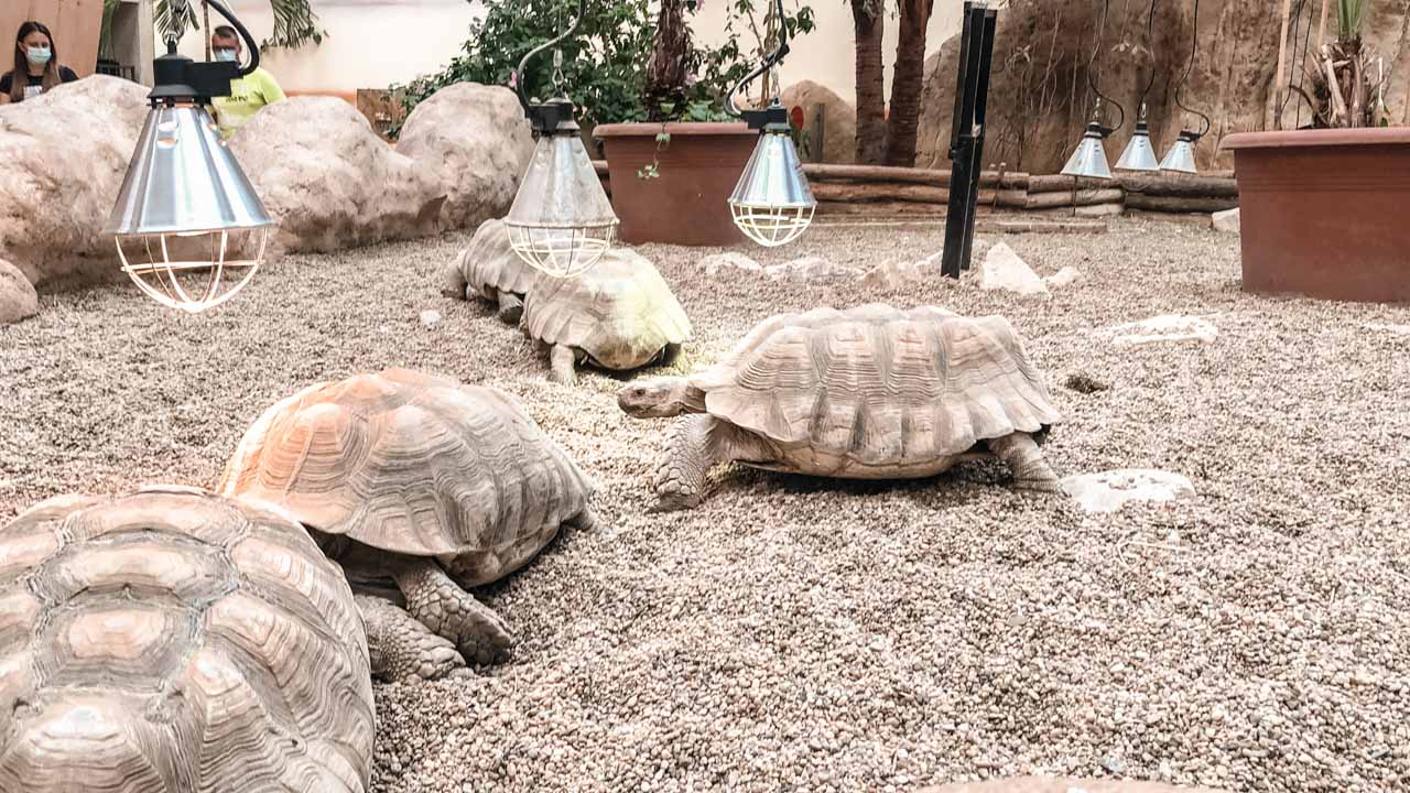 A couple of tortoises lounging under lamps at the Africarium in Wrocław