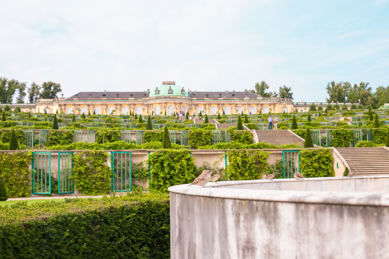 A couple of sparrows sitting on a semicircular marble bench outside Sanssouci Palace in Potsdam