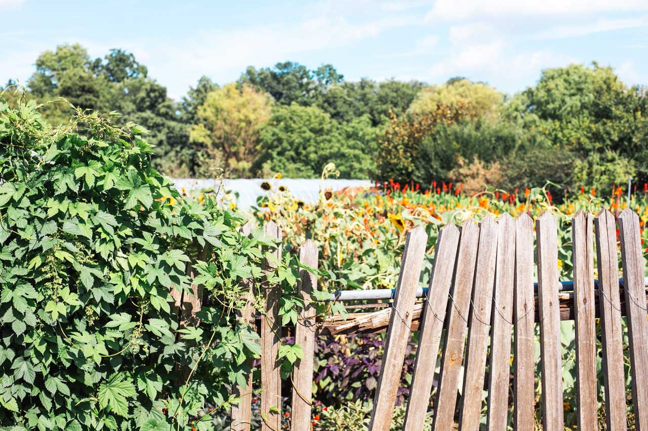 A colourful flower garden behind a fence in Potsdam, Germany