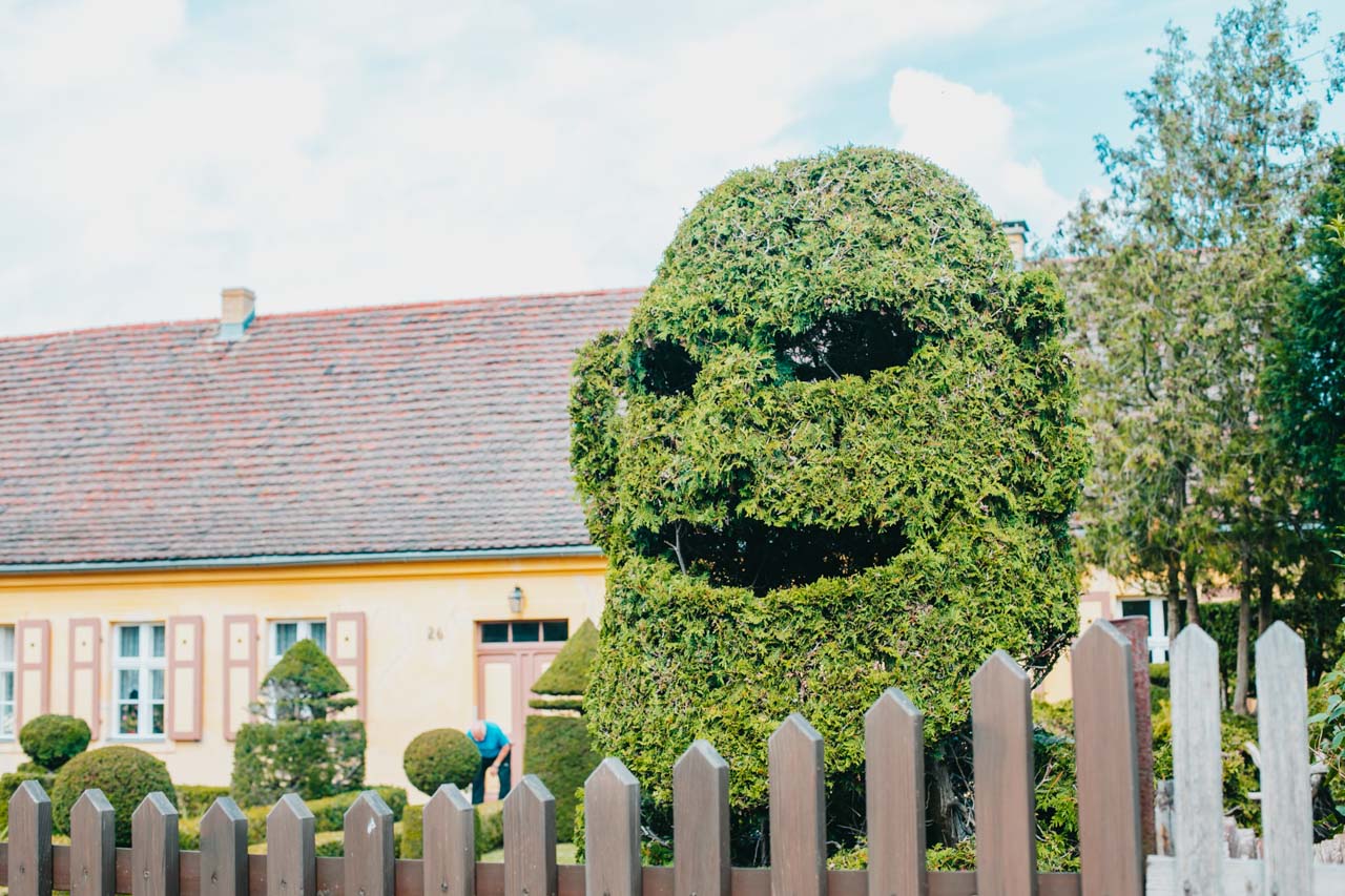 A bush trimmed in the shape of a theatre mask inside a garden in Potsdam, Germany