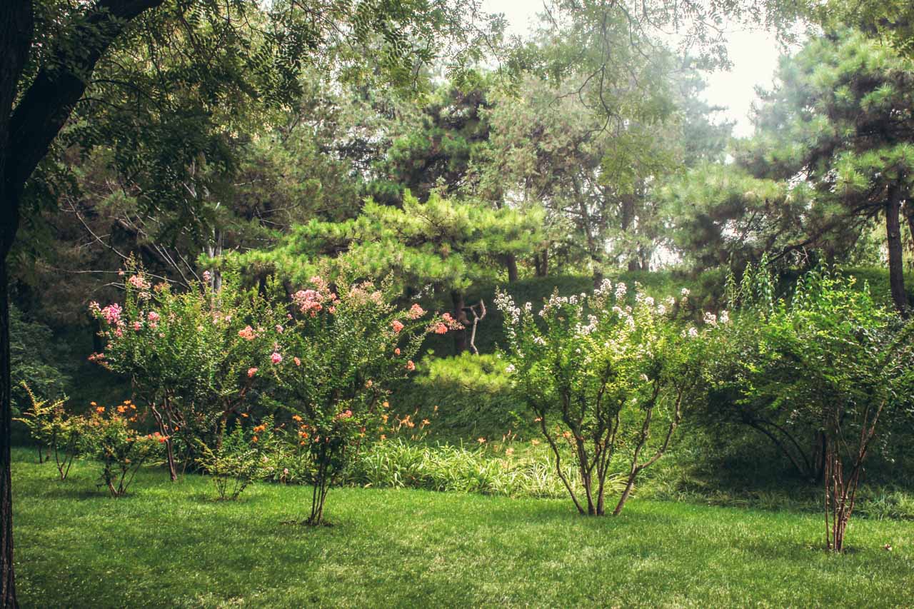 Small blossoming trees on a meadow at Beihai Park in Beijing, China
