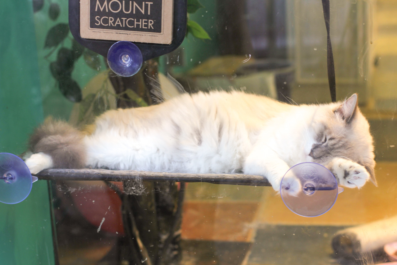 A white cat sleeping on a ledge by the window of a pet shop in Beijing, China