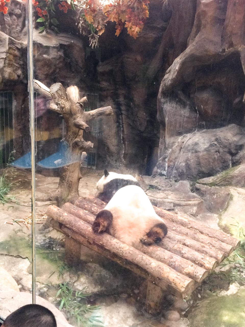A giant panda resting on a big wooden bench at the Beijing Zoo with its back turned to the visitors