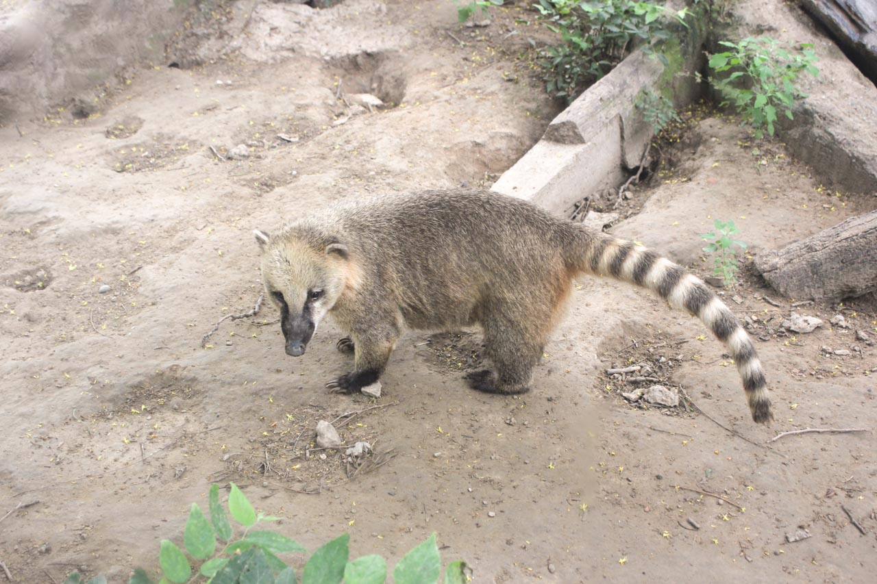 A coati inside a pavilion at the Beijing Zoo