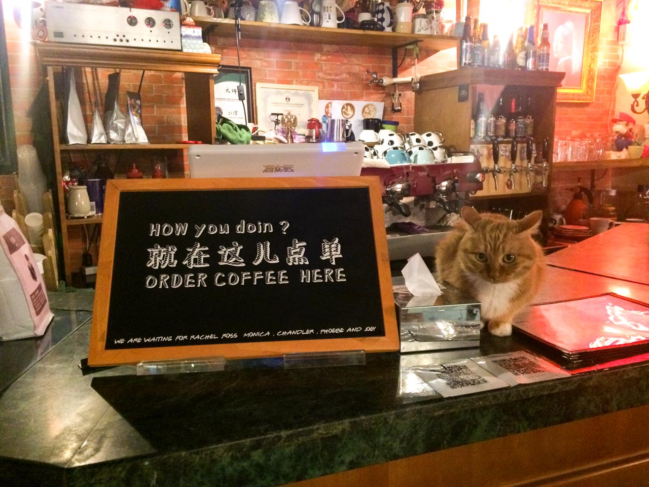 Ginger tabby cat sitting on the counter next to a sign that says "How you doin'? Order coffee here"