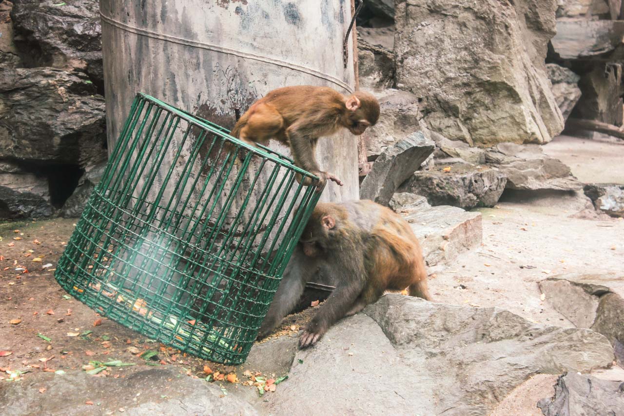Two monkeys playing inside a pavilion at the Beijing Zoo