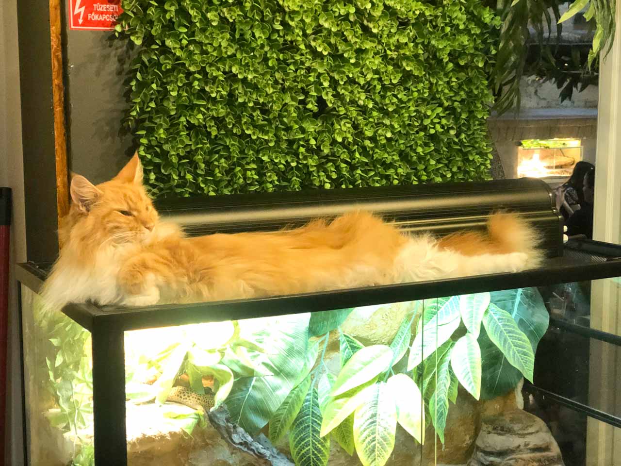 A ginger cat inside the Zoo Café in Budapest