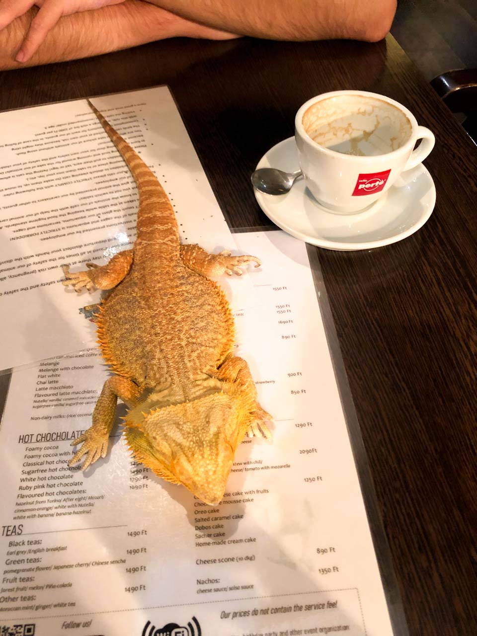 A lizard sitting on top of a menu inside the Zoo Café in Budapest