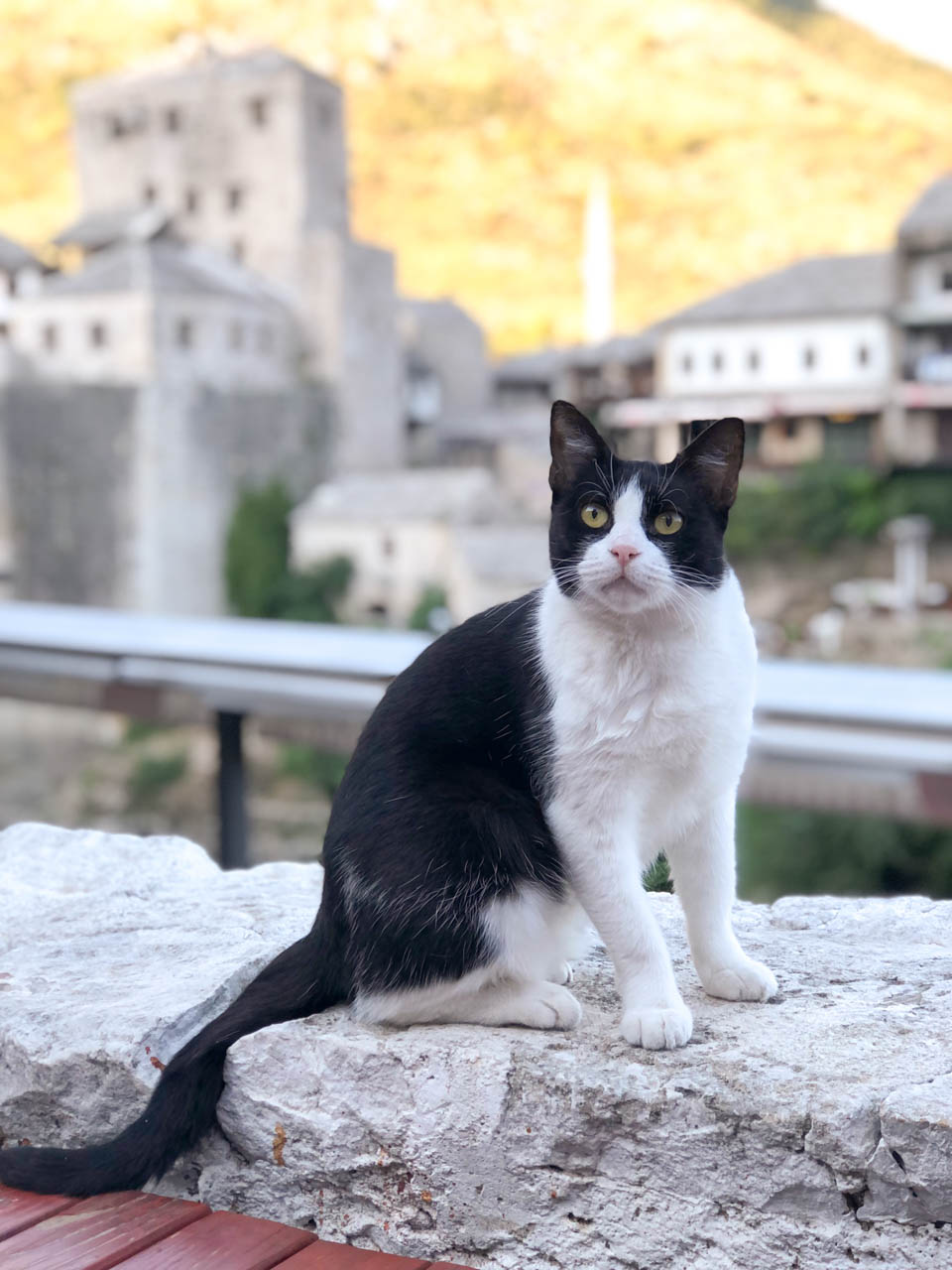A black and white cat sitting on top of a stone wall looking at the camera