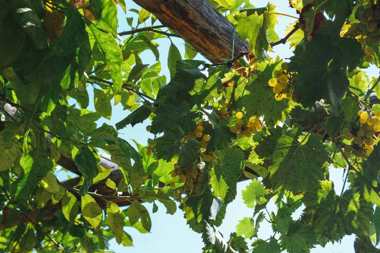 Green grapes hanging from grapevines in Salerno, Italy