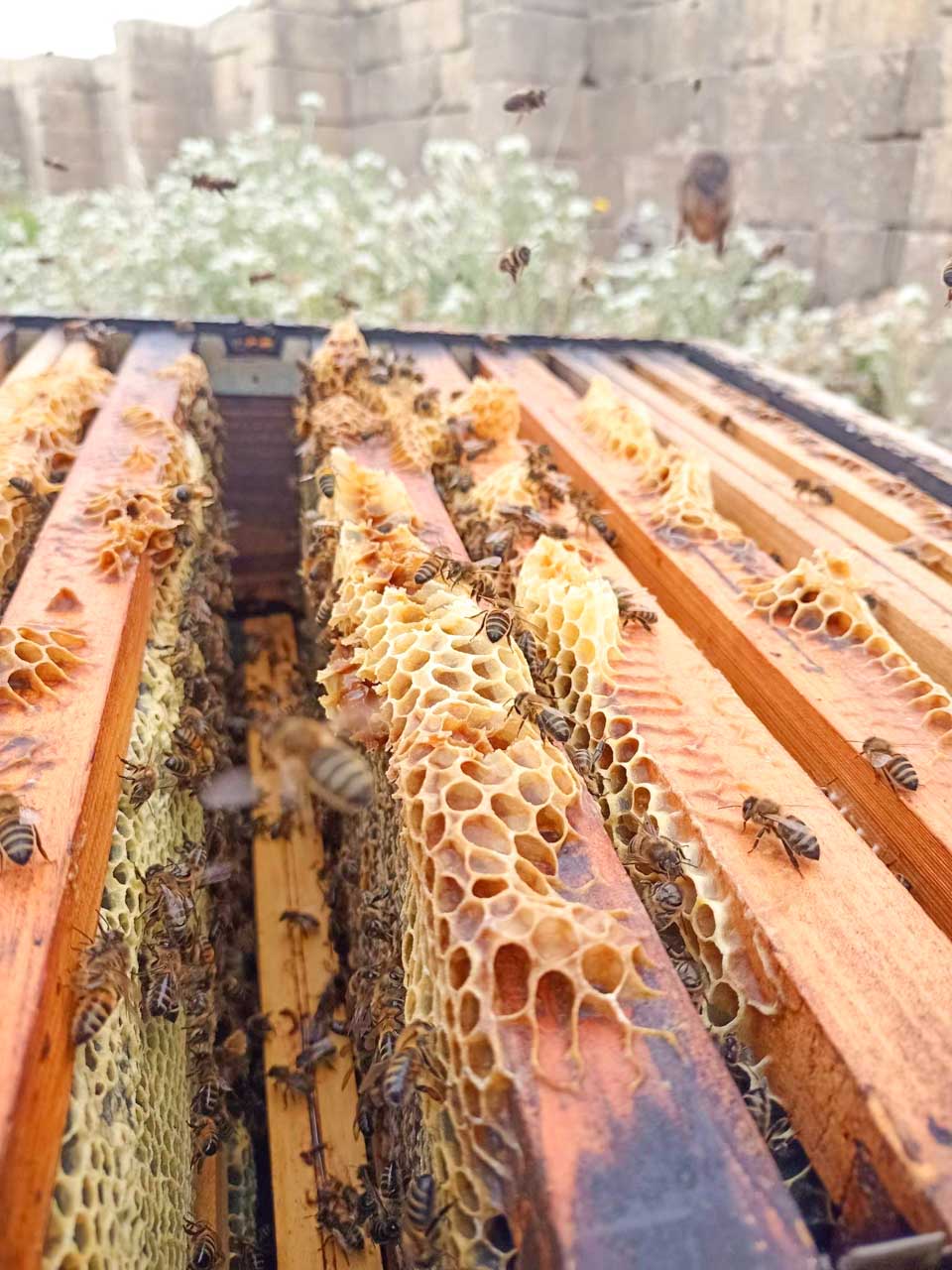A close-up shot of a hive frame with honeycomb
