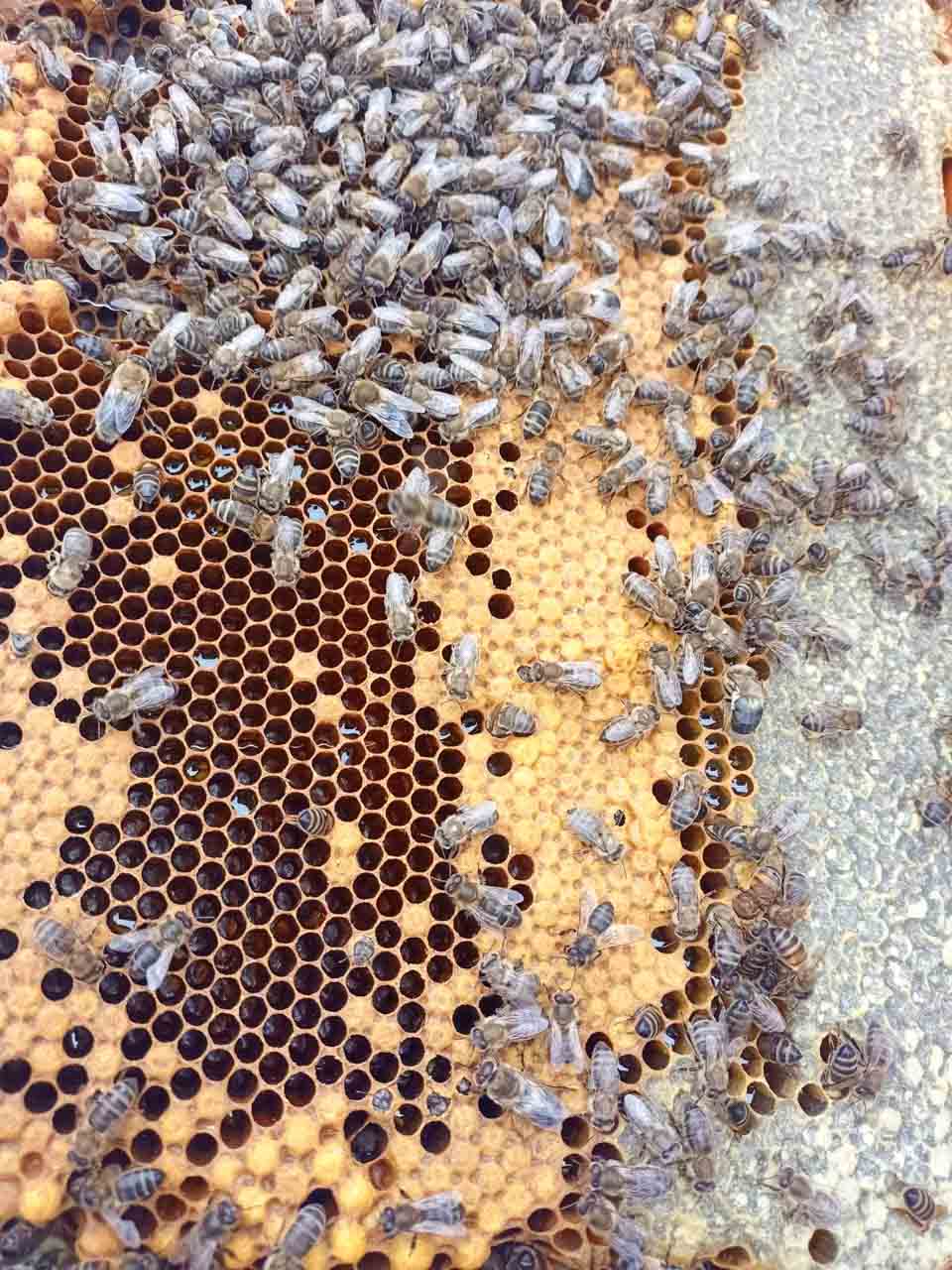 A close-up shot of a hive frame with capped honey cells
