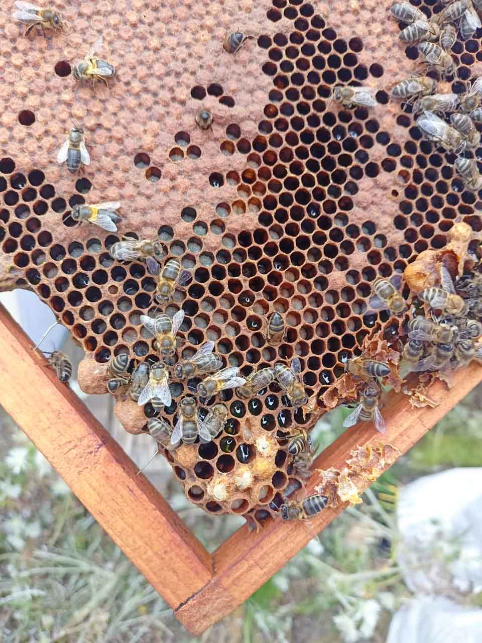 A close-up shot of a hive frame with capped honey and brood cells