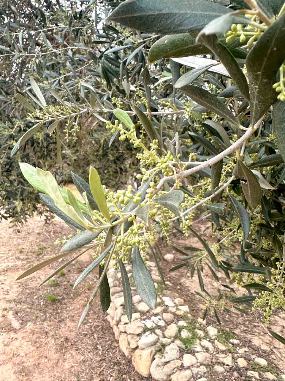 An olive branch with dozens of tiny olives on it