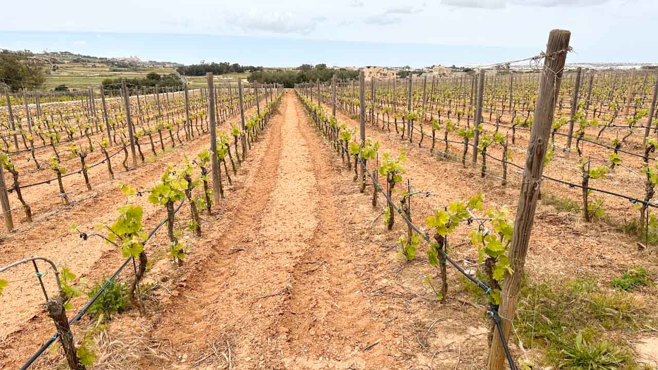 Rows of grape vines at Ta’ Betta Wine Estates