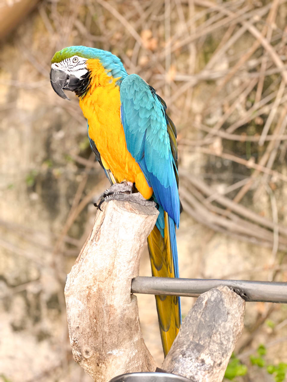 Kiku, a blue and gold macaw living at the Casa Rocca Piccola in Valletta, Malta