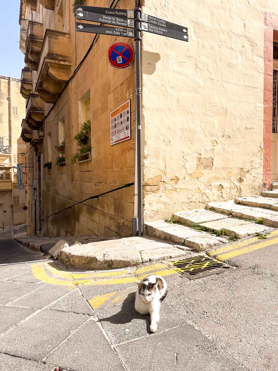 A cat lying in the middle of the street in Valletta, Malta