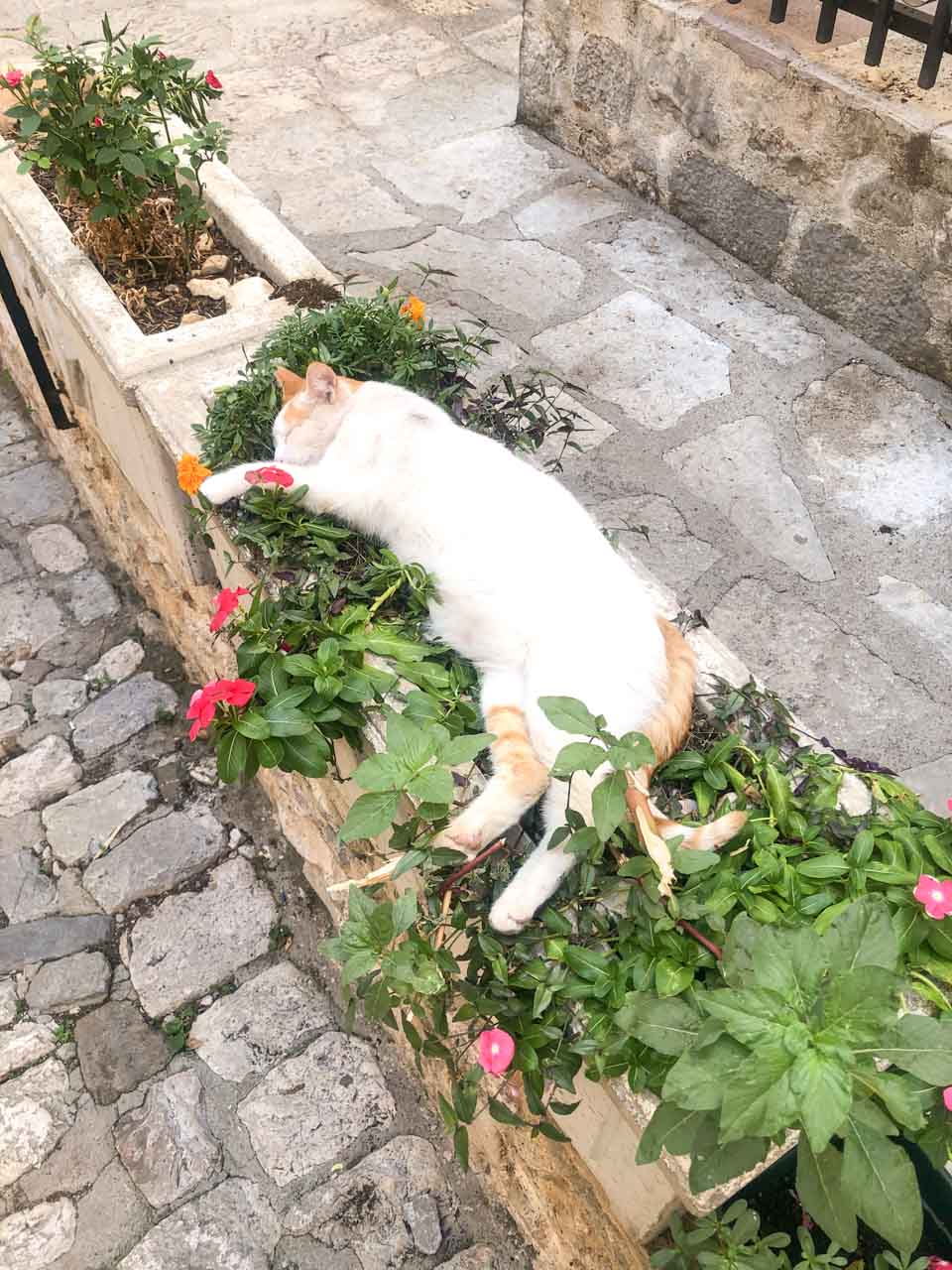 White and ginger cat sleeping in a planter in front of a building in Kotor Old Town