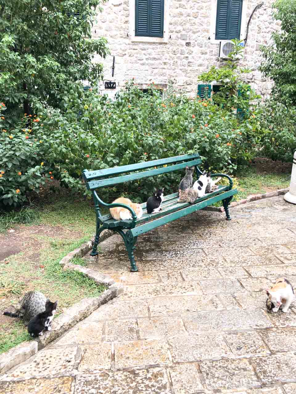Kittens on and near a bench on Cat Square in Kotor, Montenegro