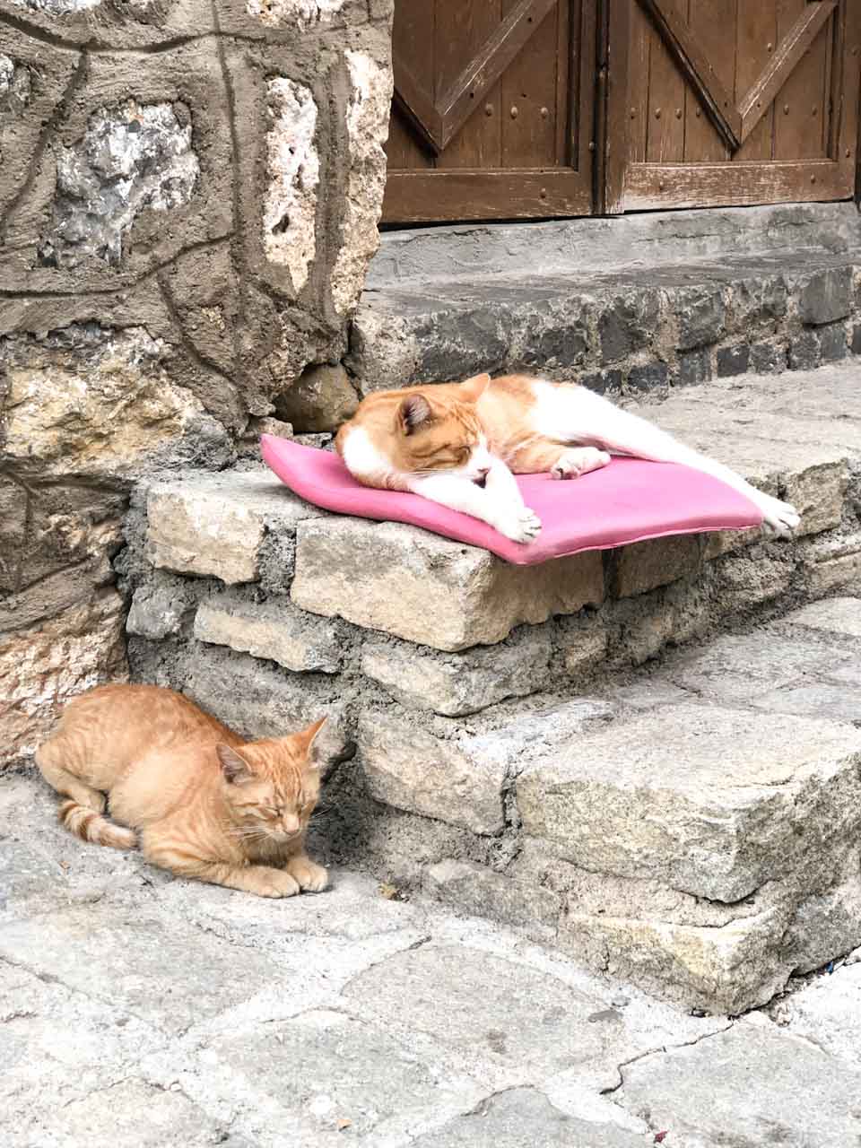 Two ginger cats sleeping on the steps of a church in Ohrid, North Macedonia