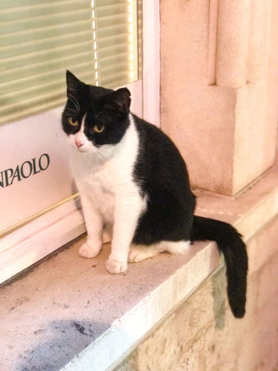 Black and white cat on a windowsill in Split Old Town, Croatia