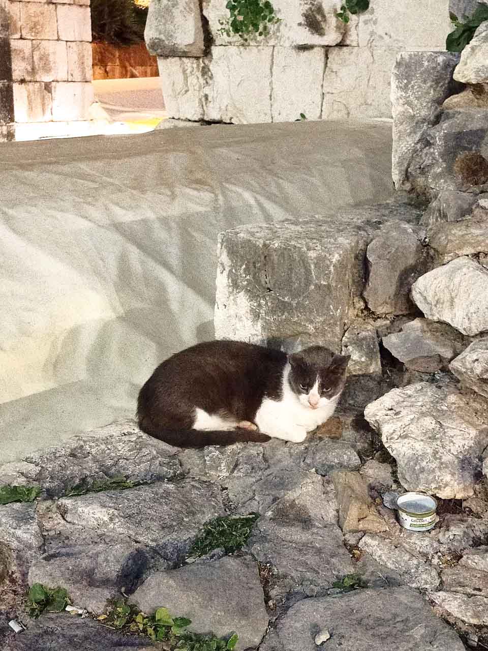 Black and white cat in the ruins of Diocletian's Palace in Split Old Town