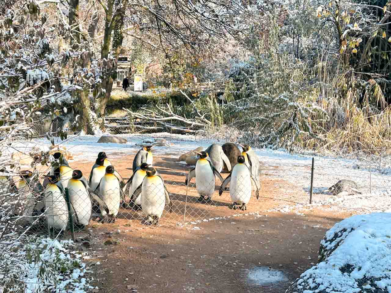 A group of King Penguins on a snowy path surrounded by frosty trees and bushes at Basel Zoo