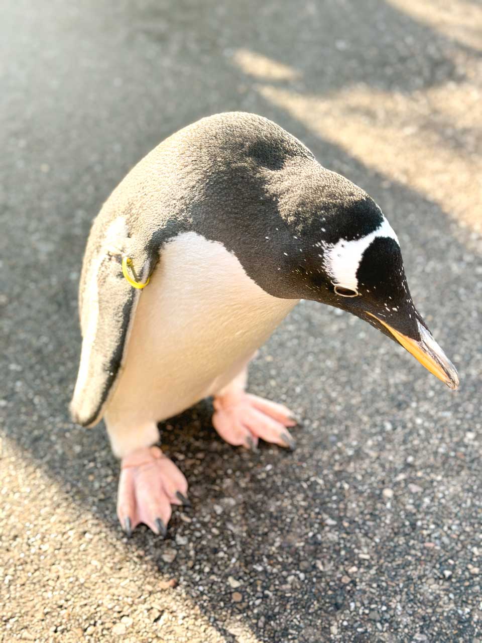 A close-up of a King Penguin with a yellow identification band, standing on a concrete path