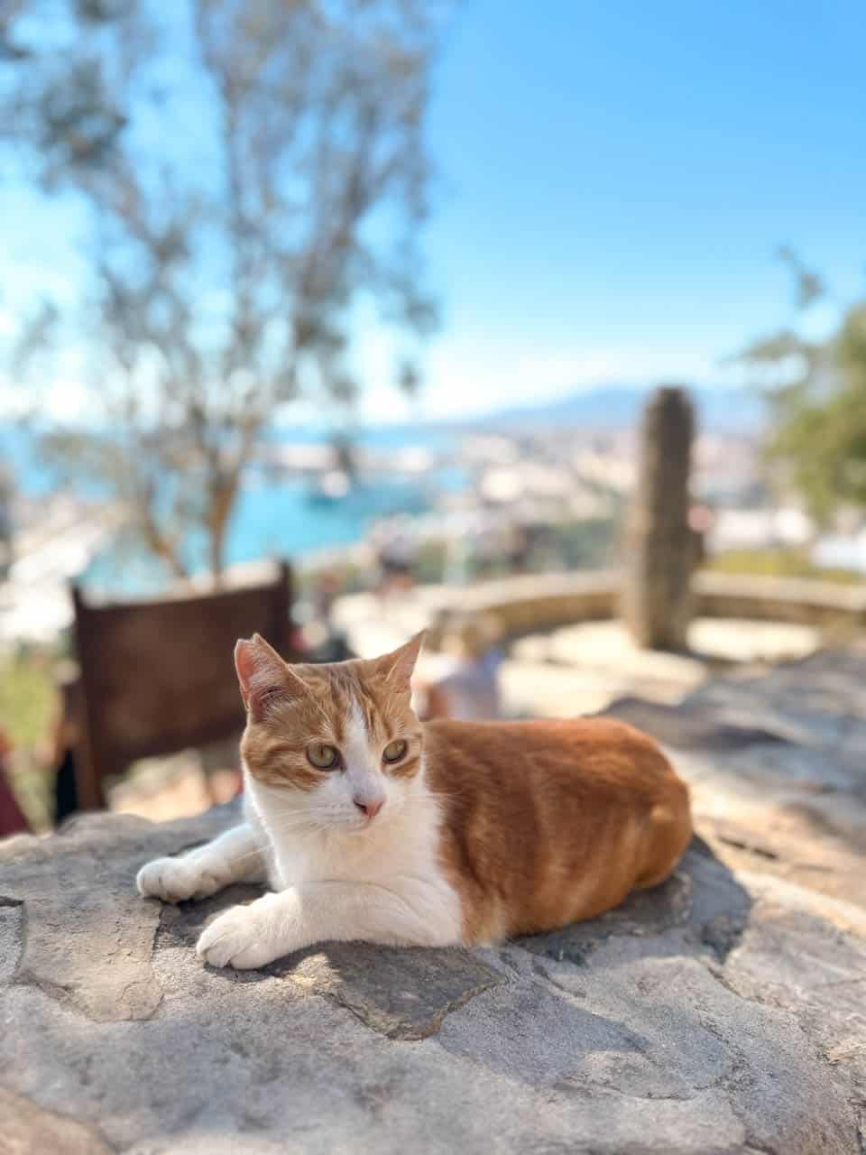 A relaxed ginger and white cat lounging on a stone wall with Malaga's port and a bustling viewpoint in the background, basking in the sunshine