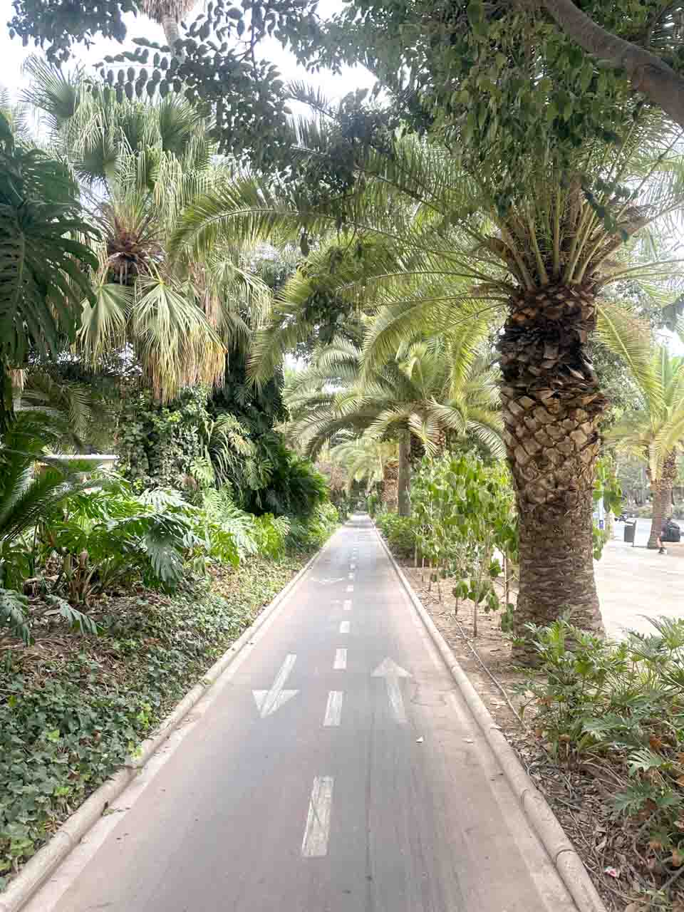 A shaded pathway flanked by lush palm trees in Malaga, Spain