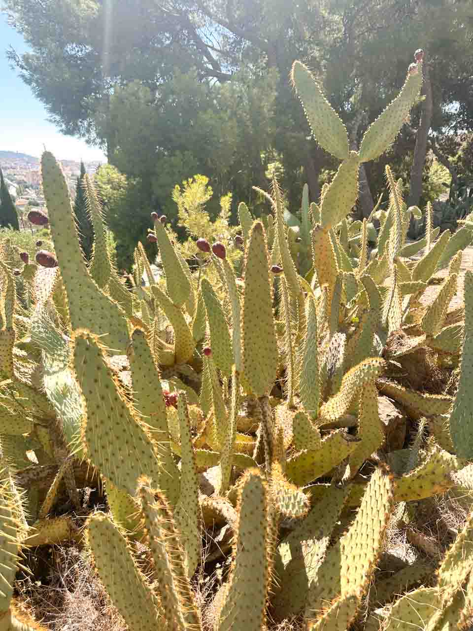 A prickly pear cactus at the La Concepci&oacute;n Historical Botanical Garden in Malaga, Spain