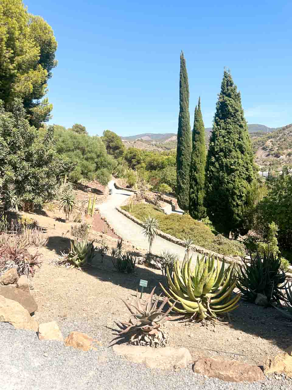 A pathway inside La Concepci&oacute;n Historical Botanical Garden, flanked by various species of cacti and succulents