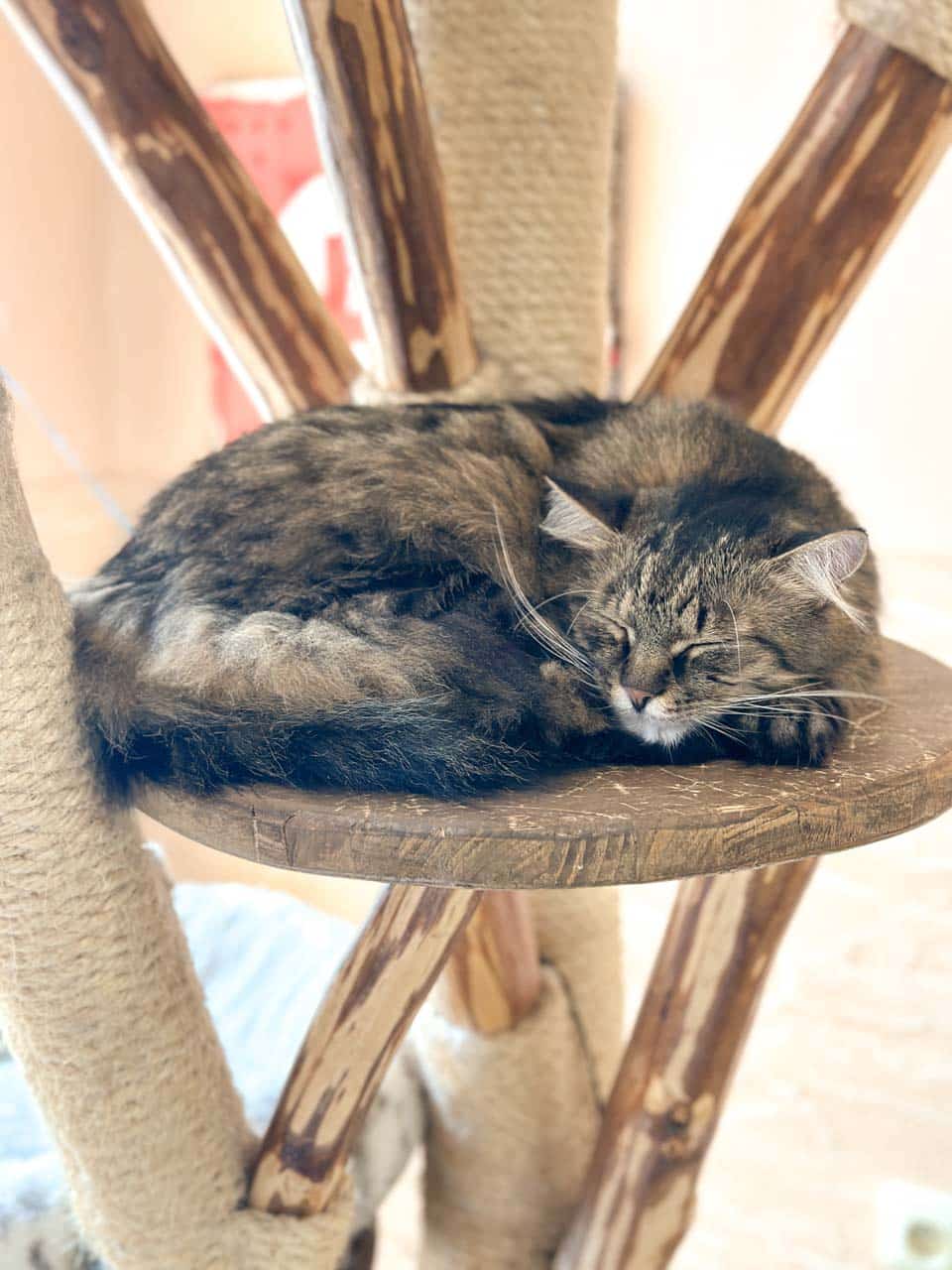 A grey tabby cat asleep on a wooden cat tree inside the Čauky Mňauky Cafe in Ostrava, Czechia