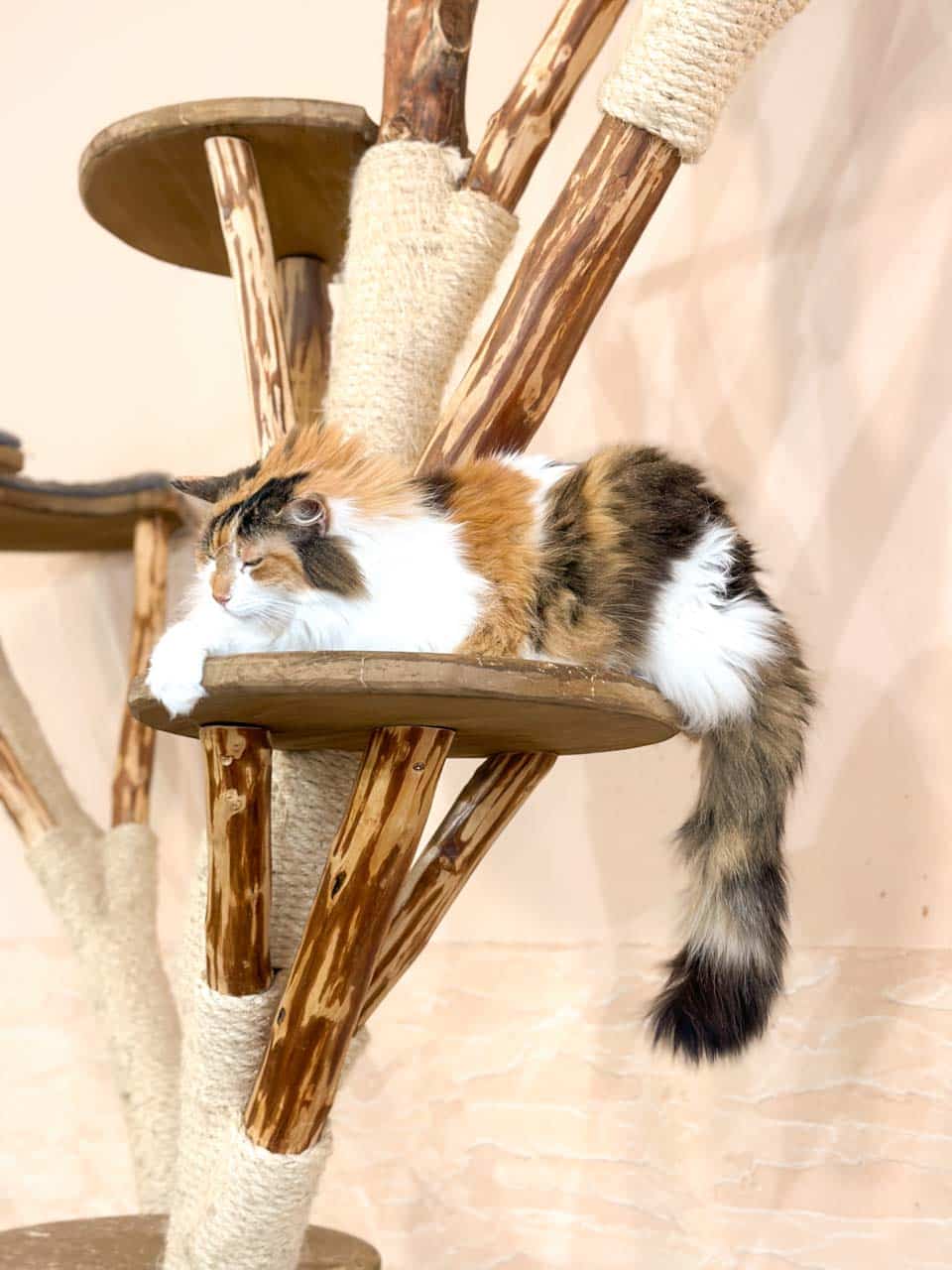A calico cat resting on a rustic wooden cat tree inside the Čauky Mňauky Cafe in Ostrava, Czechia