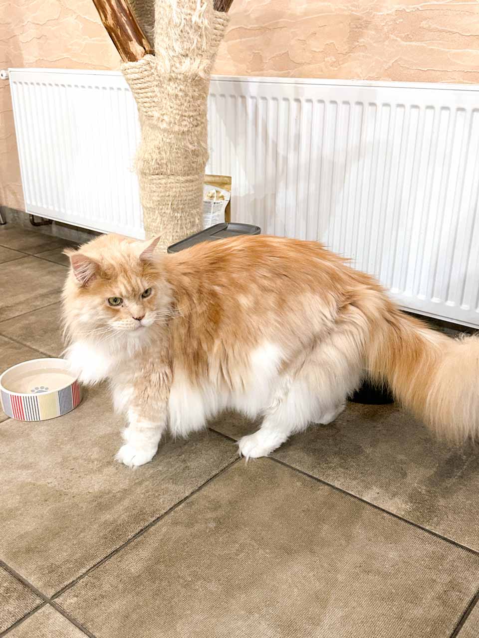 Fluffy ginger cat next to a food bowl by a cat tree inside the Čauky Mňauky Cafe in Ostrava, Czechia