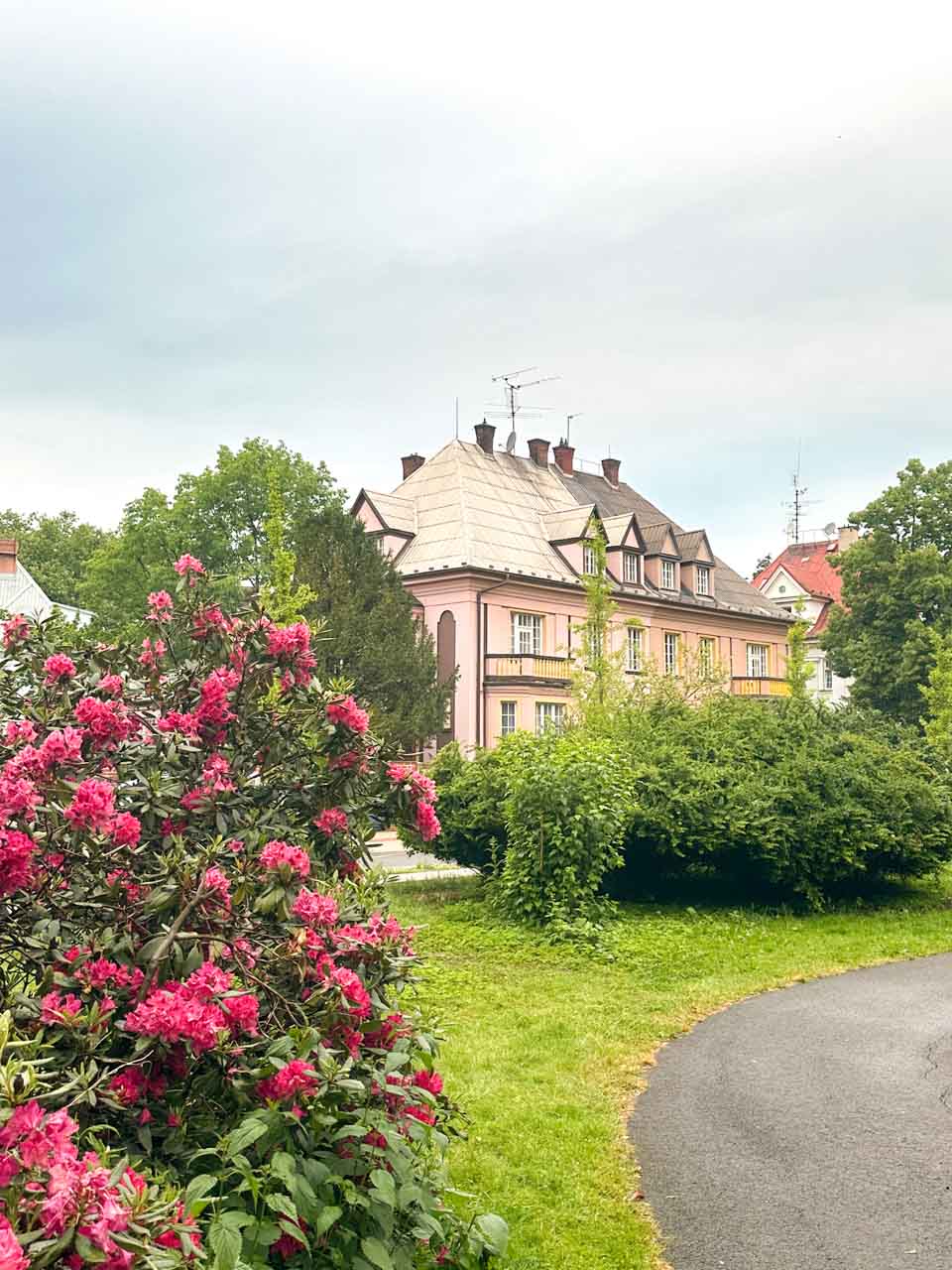 Blooming rhododendrons in front of a pink residential building in Ostrava