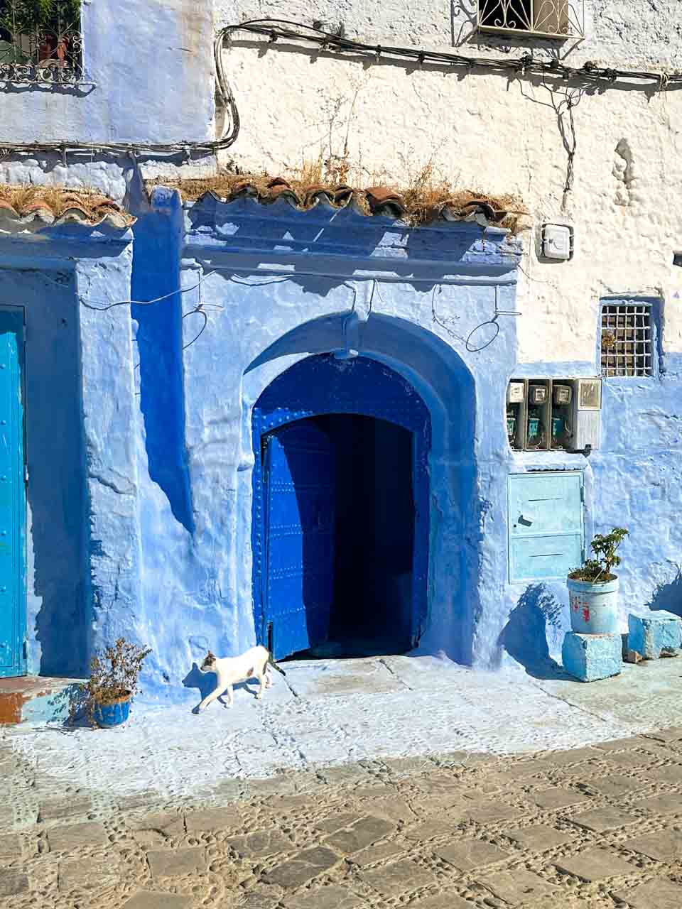 A white cat walking past a bright blue arched door against a whitewashed building with blue details in Chefchaouen, Morocco