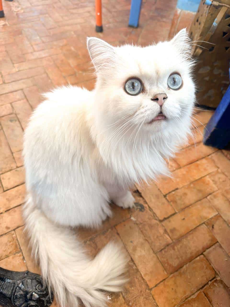 A fluffy white Persian cat with big, bright eyes, looking up curiously, sitting on a terracotta-tiled floor at Cafe Clock in Chefchaouen