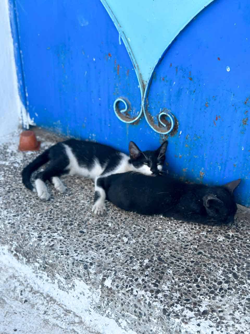 Two kittens resting on a stone step in front of a blue door, one black and one black-and-white