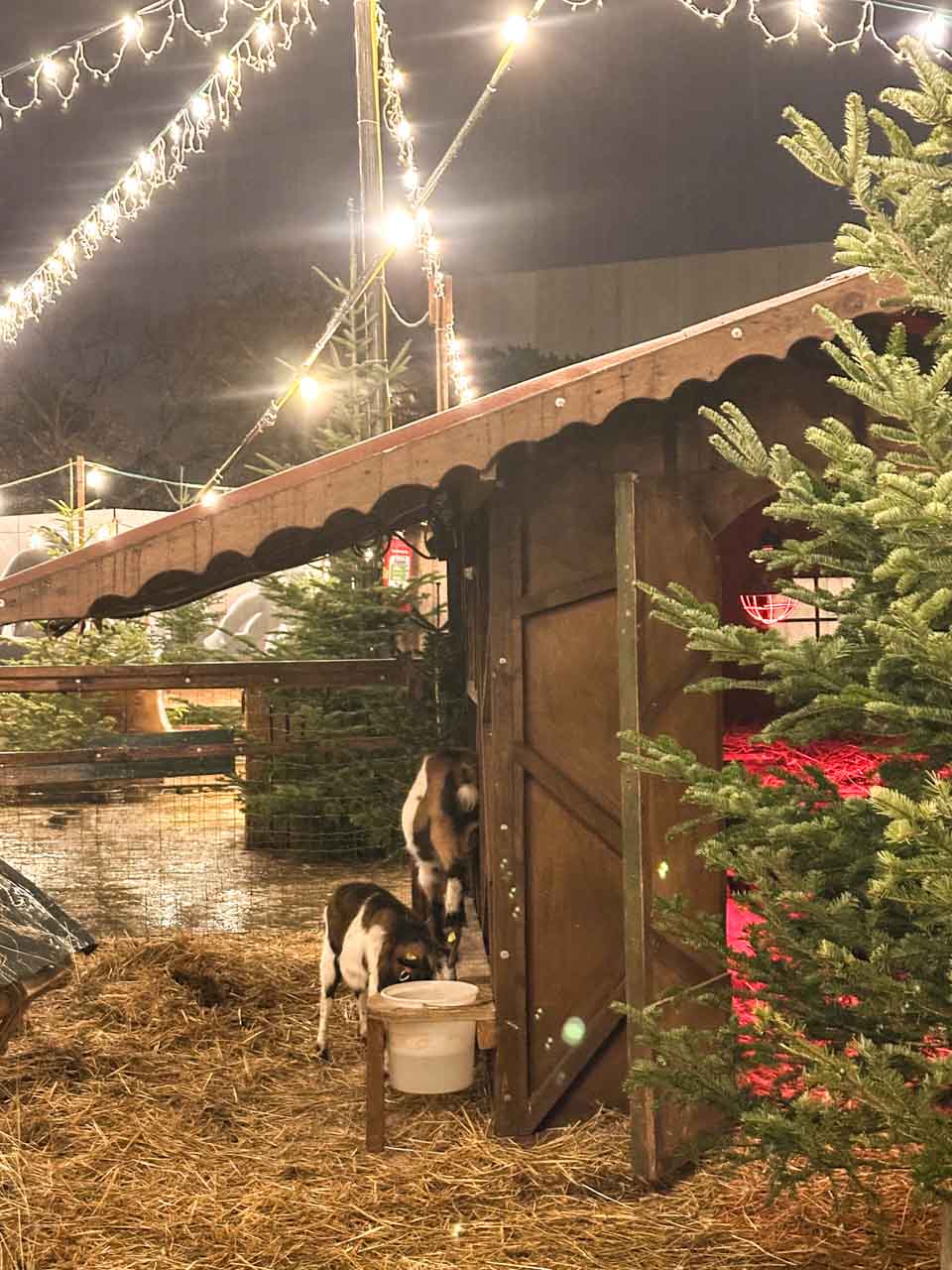 A small wooden goat shelter with two goats eating from a bucket, surrounded by Christmas trees and festive lights