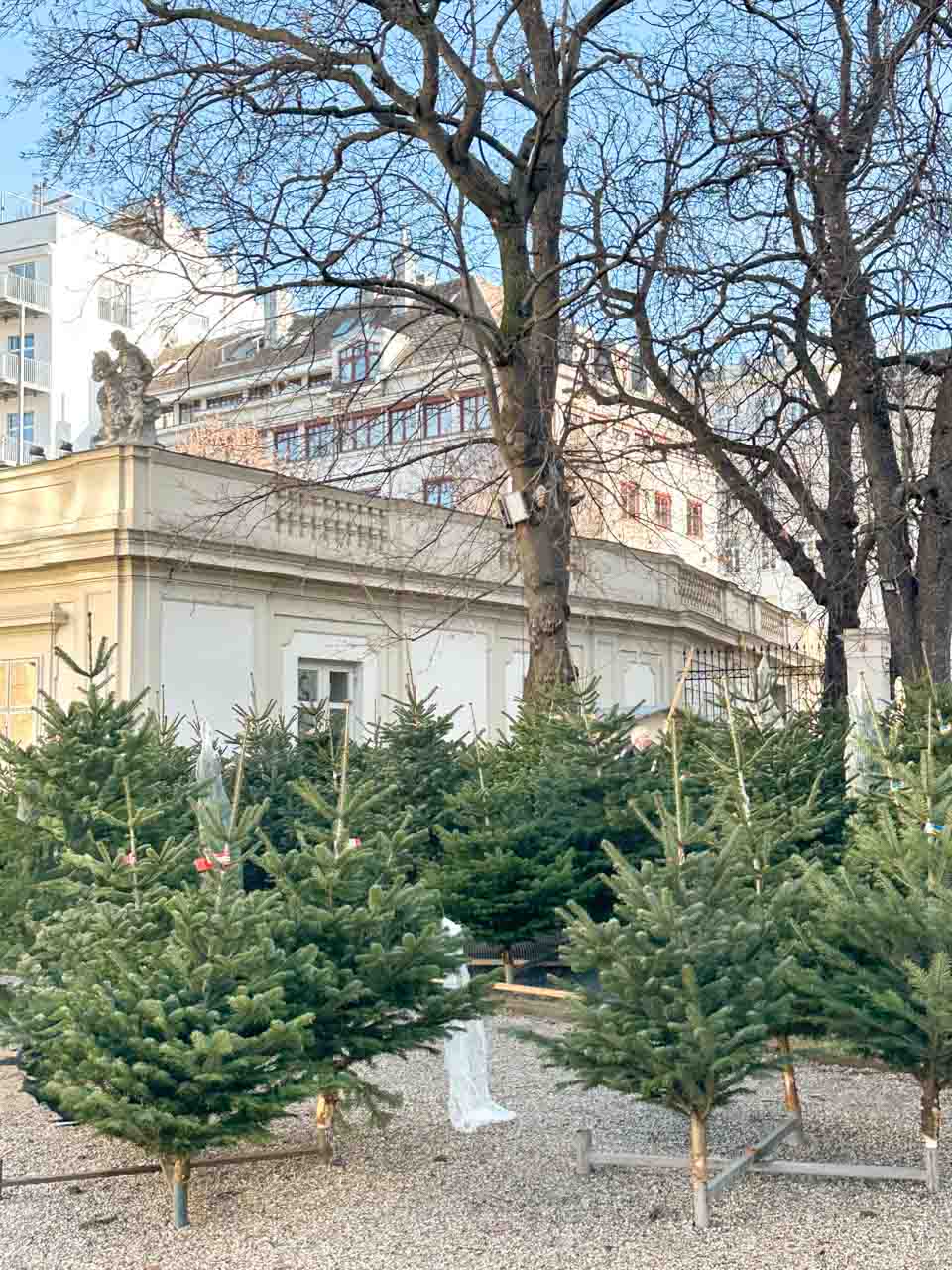 A tree-lined Christmas tree market in the courtyard of Liechtenstein City Palace in Vienna