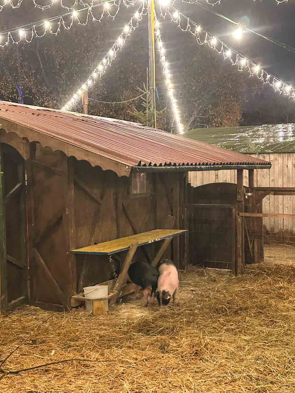 A small wooden animal pen with pigs and string lights glowing above at the Christmas Market on Karlsplatz in Vienna