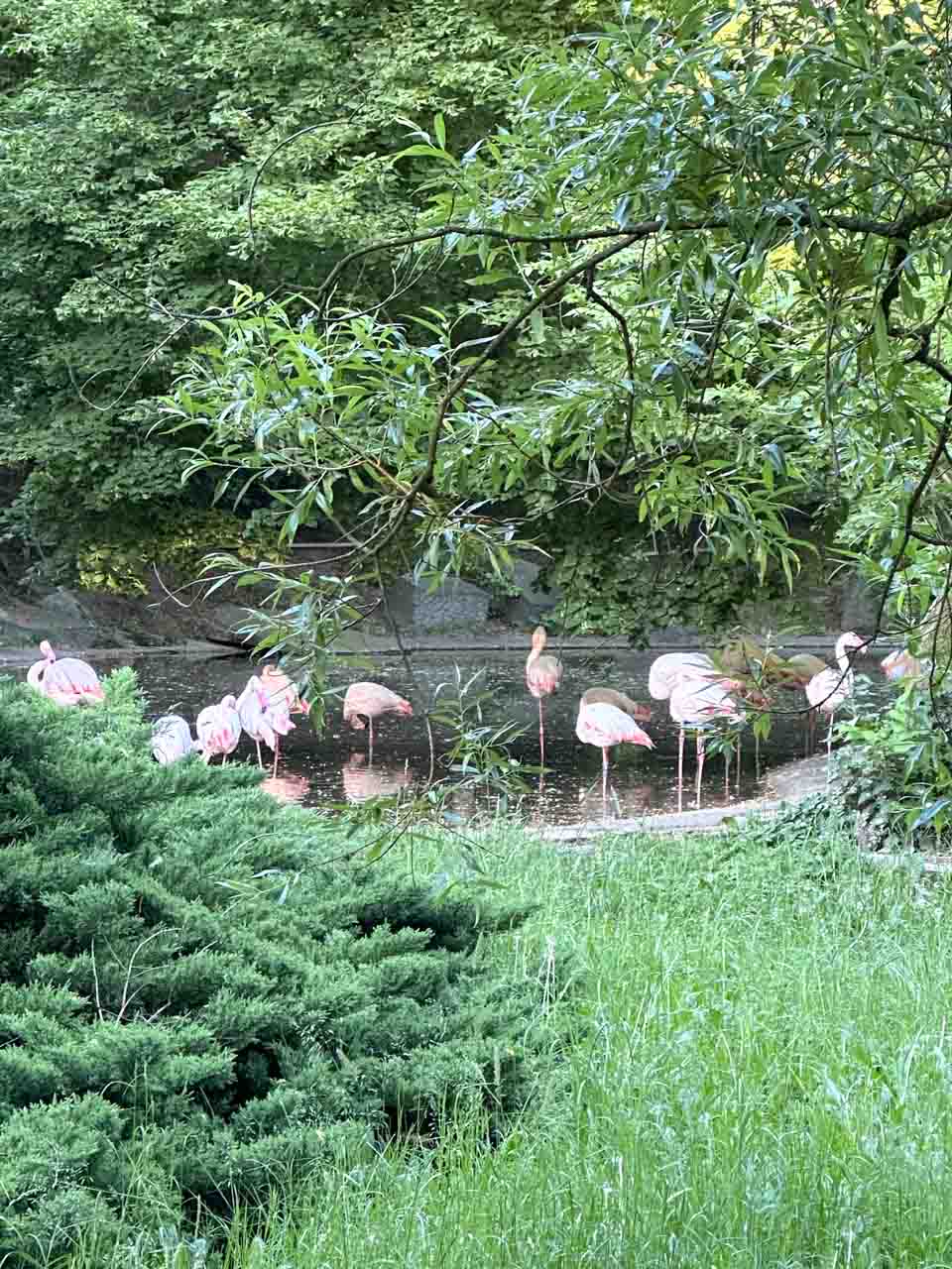 A group of pink flamingos standing in a pond, partly hidden by trees and greenery, inside the Silesian Zoo