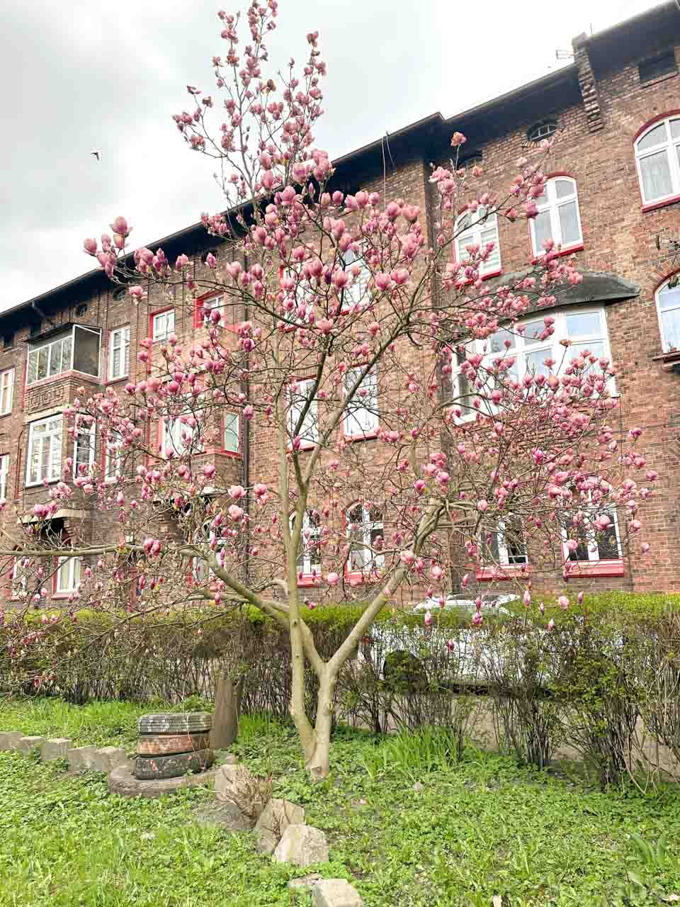 A blooming pink magnolia tree in a grassy courtyard with red-brick flats in the background